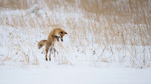 Jagdschein App offline nutzen: Kostenlos lernen mit über 2.500 Fragen