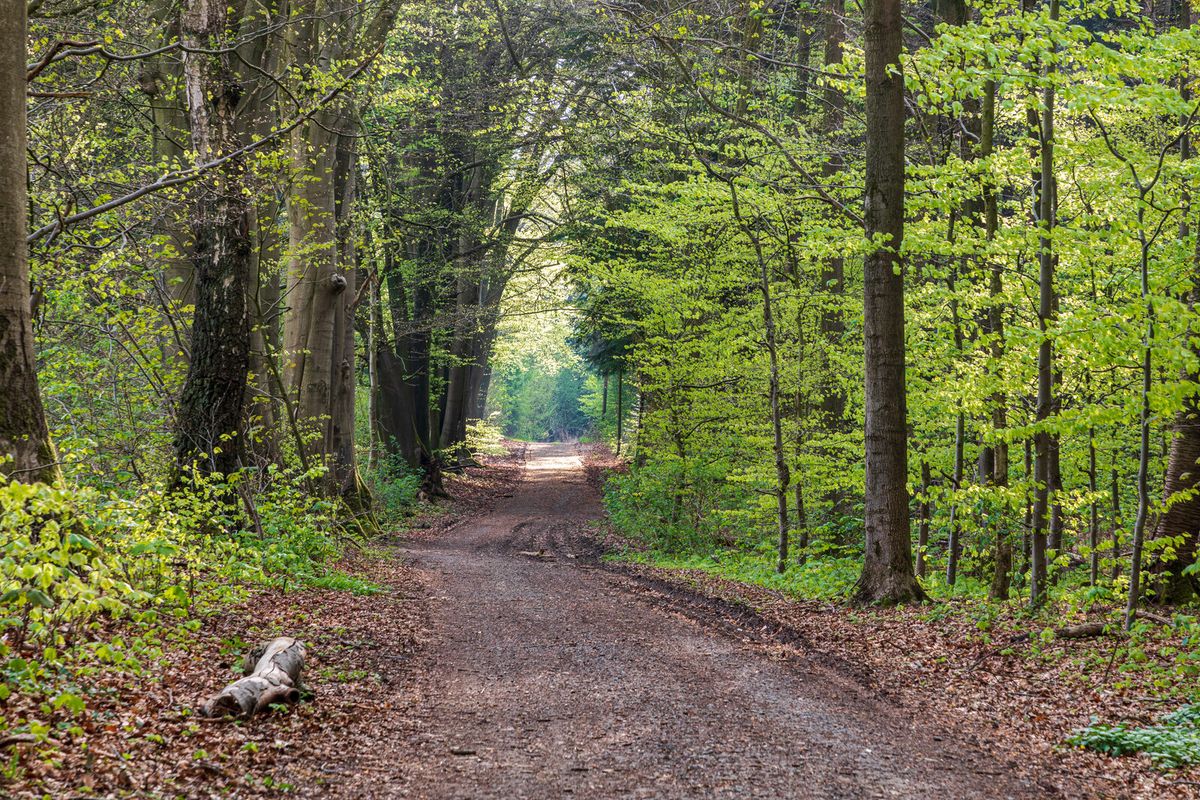 Sandiger Waldweg durch lichten Kiefernwald im Naturpark Hohe Mark bei Haltern am See