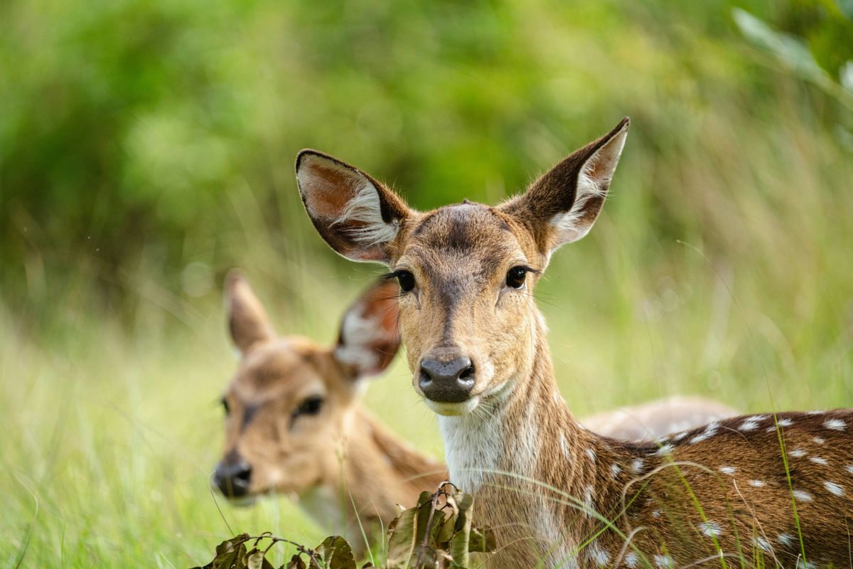 Wild & Natur