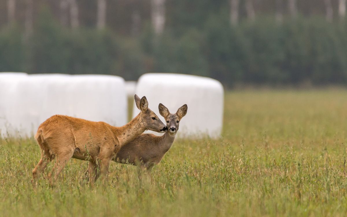 Rehkitz mit weißen Tupfen liegt geduckt im Gras