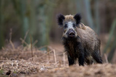 Jagdstrecke Mecklenburg-Vorpommern 2025/26: Schwarzwildstrecke steigt um 36,68 Prozent