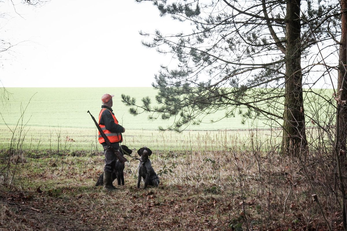 Jäger in Signalweste mit zwei Vorstehhunden am Feldrand während einer Drückjagd