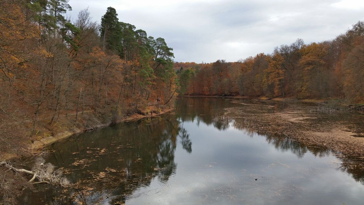 Herbstlicher Waldsee in Deutschland mit Laub auf der Wasseroberfläche und bewaldeten Ufern