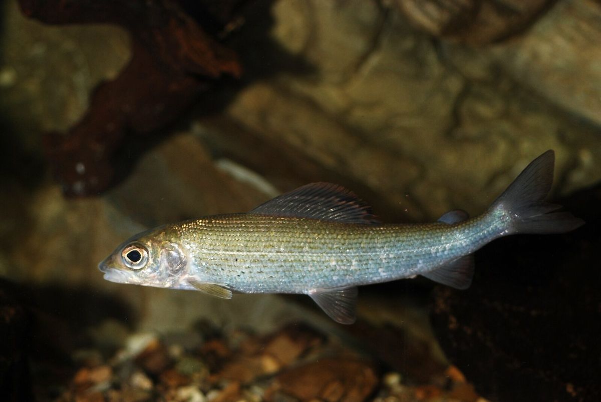 Äsche (Thymallus thymallus) mit ihrer auffällig großen Rückenflosse