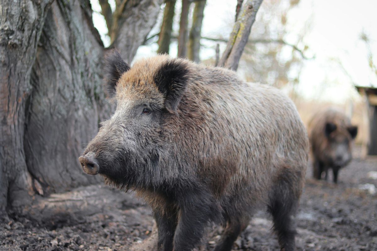 Adultes Wildschwein in Nahansicht, dahinter ein weiteres Stück