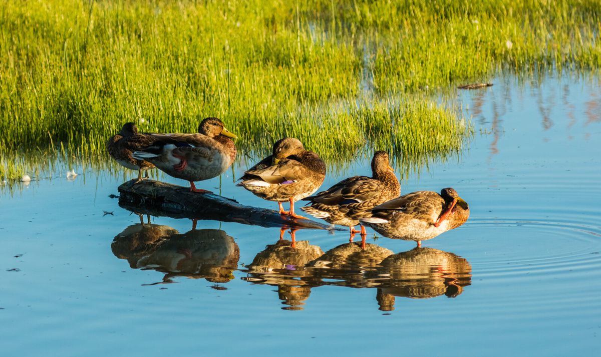 Gruppe Stockenten am Ufer eines flachen Gewässers mit Schilfgürtel