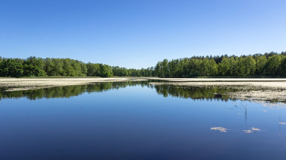 Weite Teich- und Heidelandschaft mit Schilfgürtel im Biosphärenreservat Oberlausitzer Heide- und Teichlandschaft