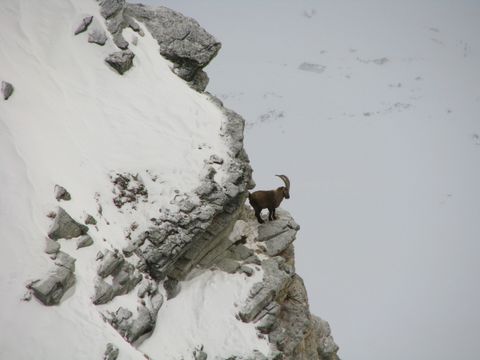 Alpensteinböcke in den Hohen Tauern ausgewildert: Warum Vernetzung jetzt zählt