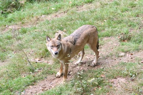 Wolf reißt Rinder im Montafon: Entnahme nach drei Tagen – was der Fall für Jäger zeigt