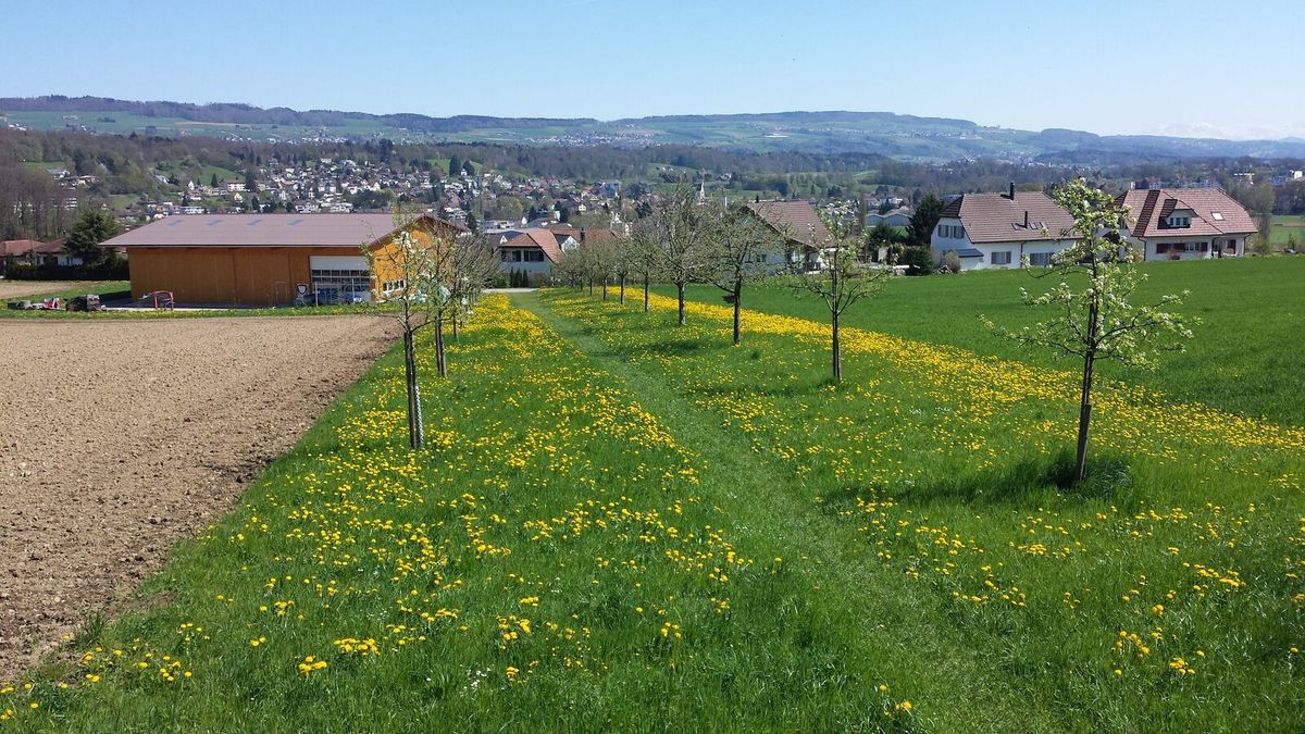 Luftbild einer landwirtschaftlich geprägten Landschaft mit Wiesen und Feldern im Aargauer Reusstal