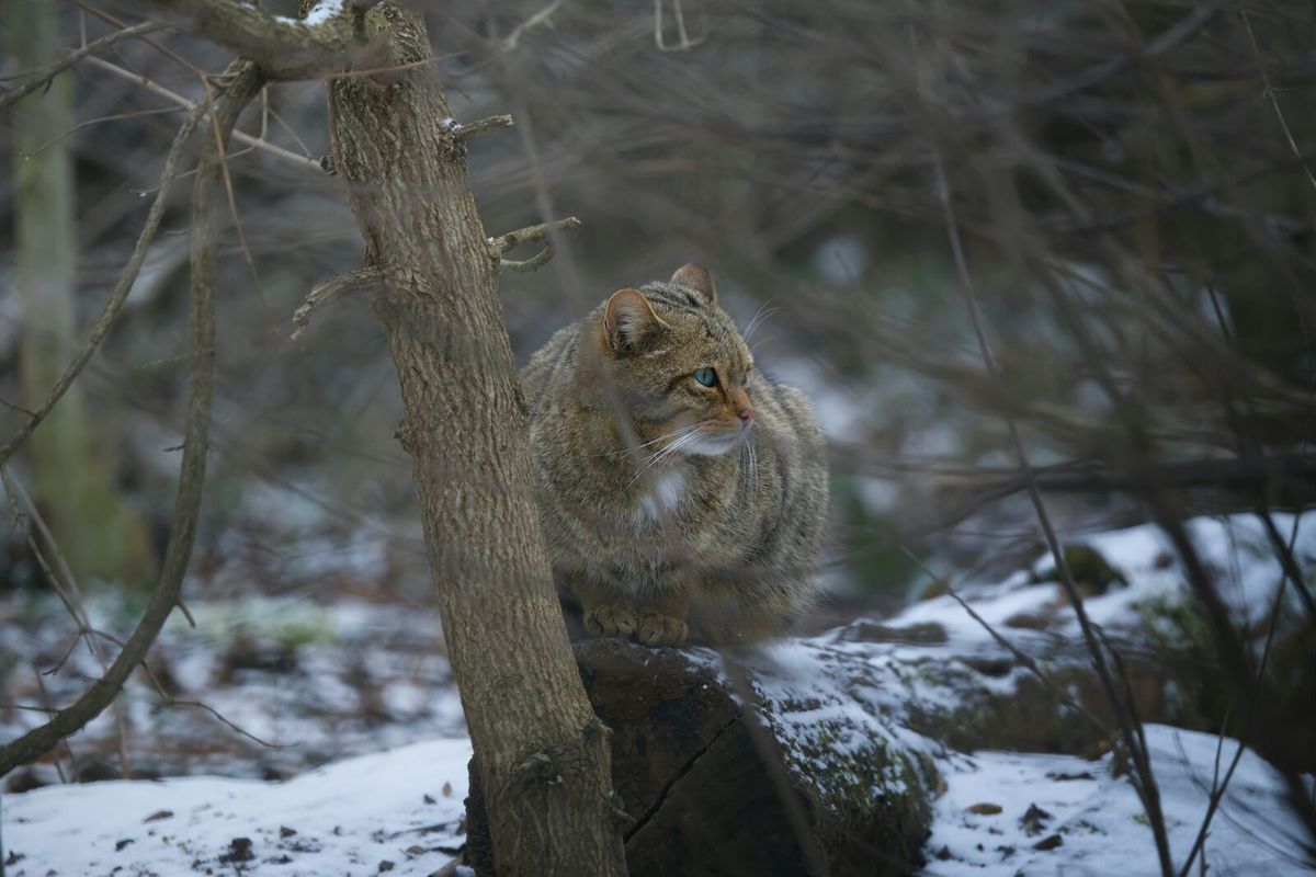 Europäische Wildkatze steht im winterlichen Unterwuchs zwischen Ästen und Schnee