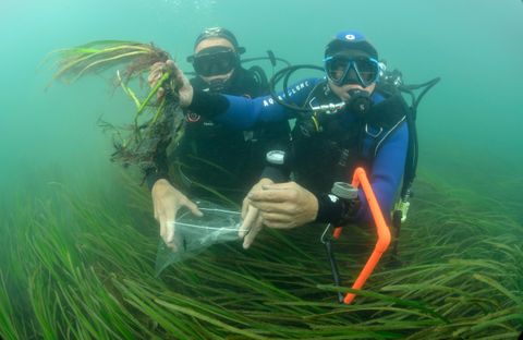 Seegras in der Ostsee: Gebührenhürde für Renaturierung fällt