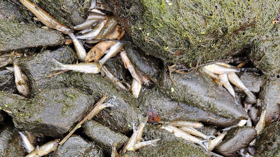 Hunderte tote Kleinfische liegen zwischen moosbewachsenen Steinen in einem trockengefallenen Flussbett