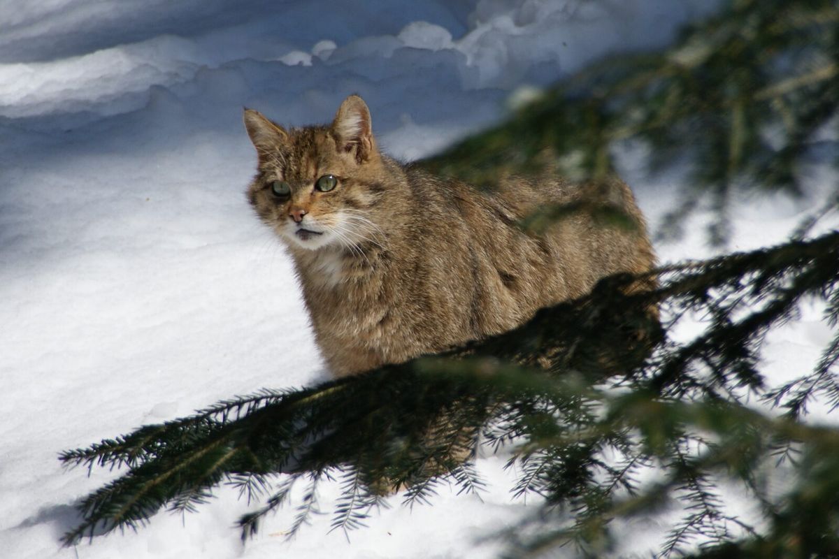 Europäische Wildkatze im Nationalpark Bayerischer Wald