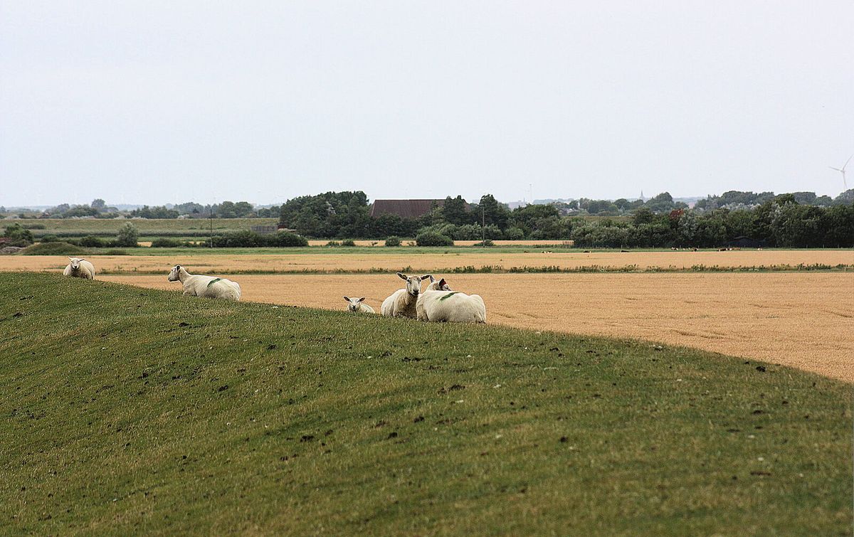 Schafe grasen auf einem Seedeich bei Simonsberg in Nordfriesland