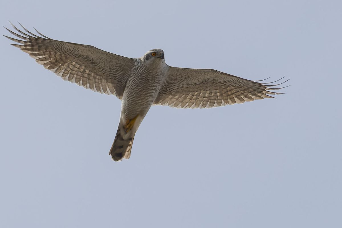 Habicht im Gleitflug von unten: breite gerundete Flügel mit bauchiger Hinterkante, langer Stoß, fein quergebänderte Unterseite