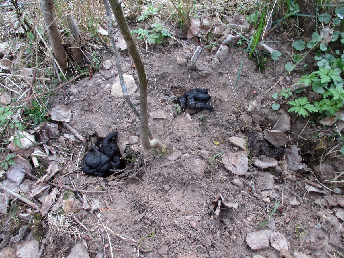 Mehrere schwarze, unförmige Kotklumpen liegen in flachen Gruben auf offenem Waldboden.