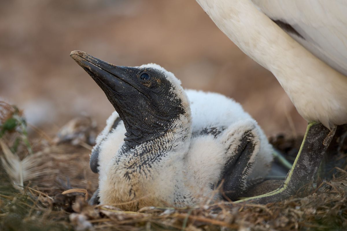 Junger Basstölpel mit weißem Daunengefieder im Nest