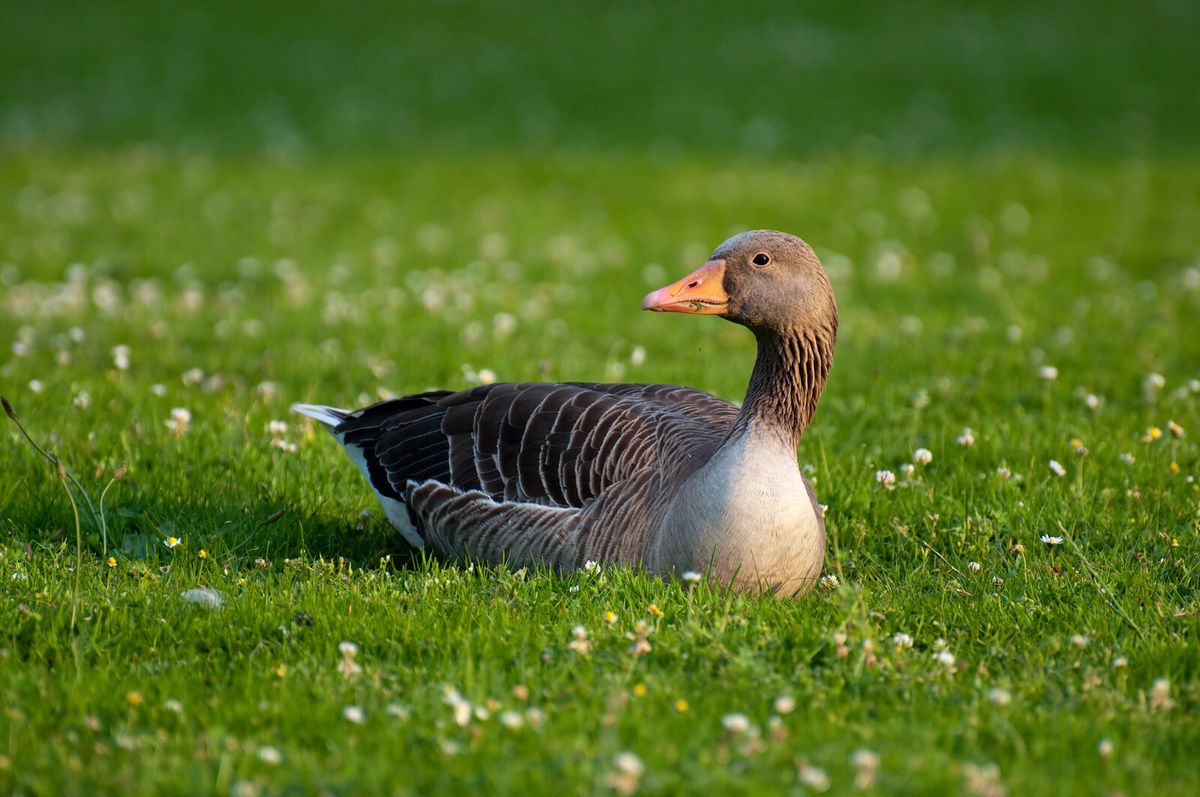 Graugans steht am Ufer im Gras