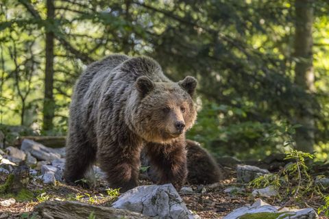 Bär im Oberallgäu? Entwarnung – die verdächtige Losung stammt vom Dachs