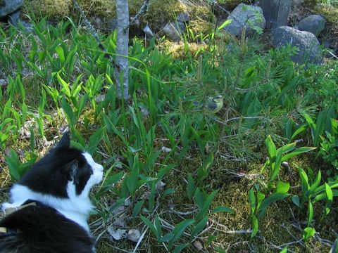 Verwilderte Hauskatzen: Warum der DJV zum Weltkatzentag Alarm für den Artenschutz schlägt