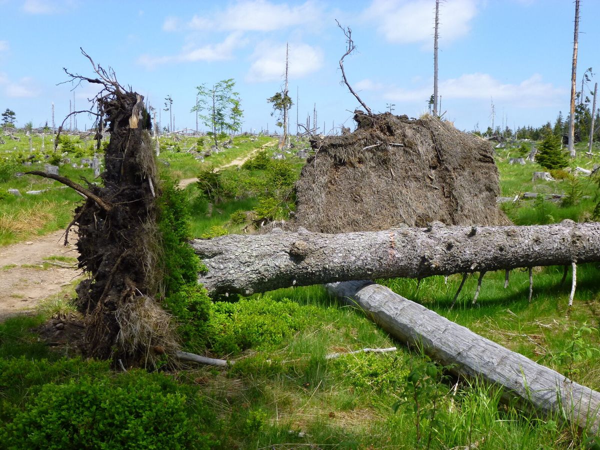 Flächiger Windwurf mit entwurzelten Bäumen in einem Wald