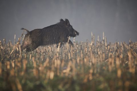 Afrikanische Schweinepest: Sperrzonen um Mannheim und im Rhein-Neckar-Kreis – was Jäger jetzt wissen müssen