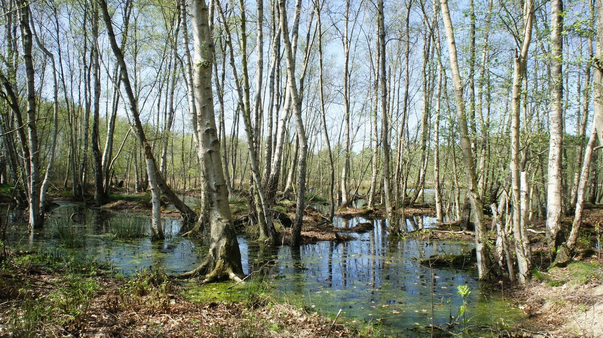 Birken und Wasserflächen im Geermoor in der Gemeinde Hatten
