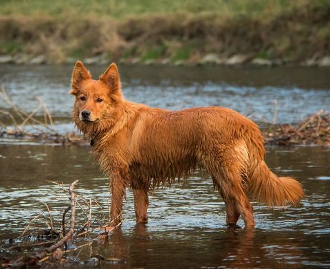 Gesundheit und Hygiene: Wichtige Krankheiten des Jagd- und Gebrauchshundes