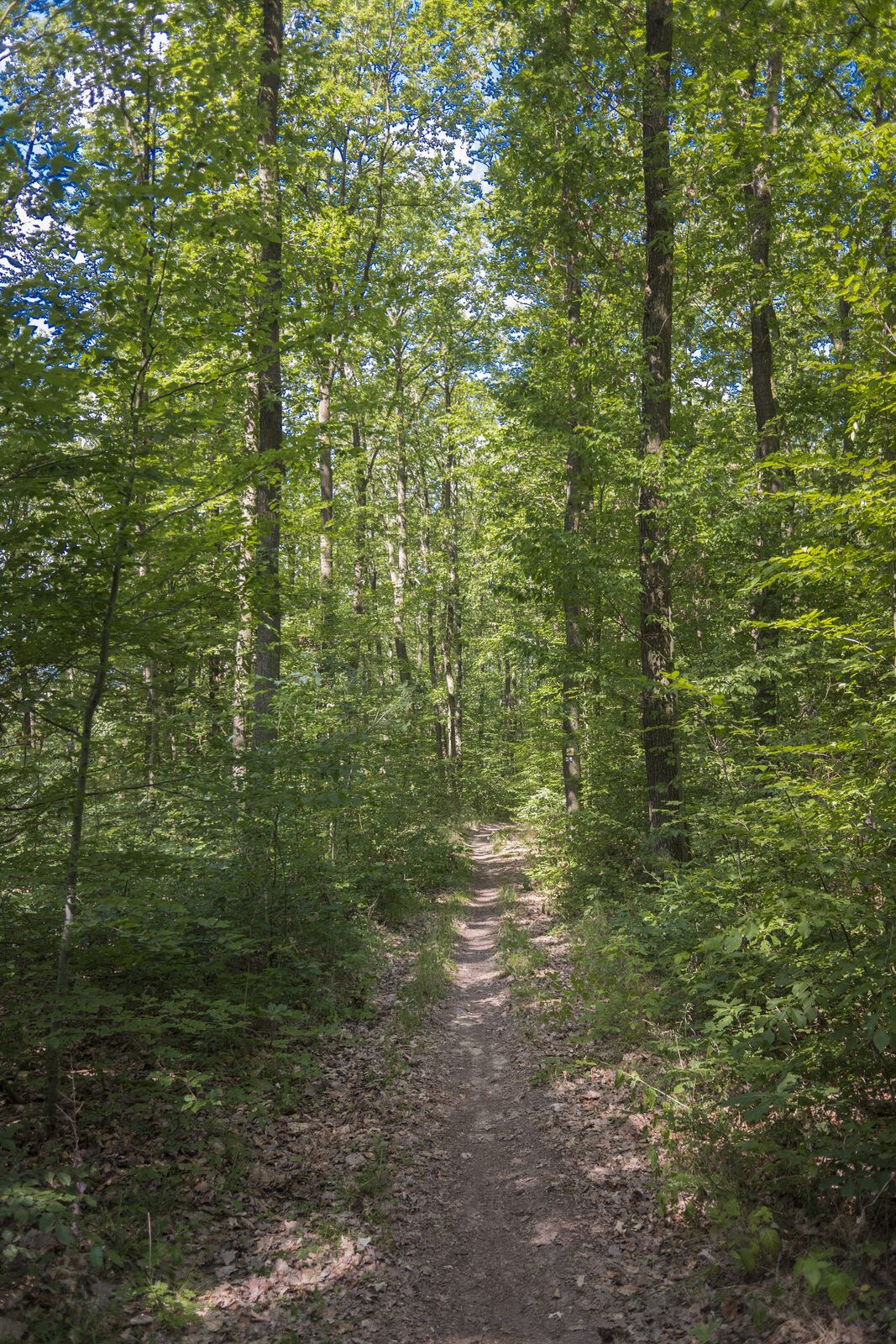 Schmaler Waldweg durch dichten Wald im Landkreis Bamberg