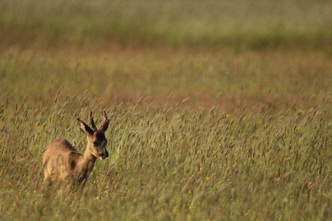Kugel verfehlt Frau auf Terrasse: Warum der Kugelfang über den Jagdschein entscheidet