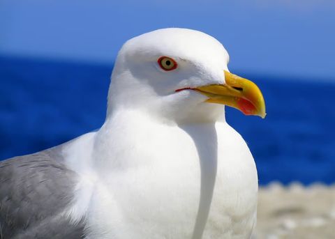 Gemeinsame Merkmale der Möwen (Laridae) für die Jägerprüfung