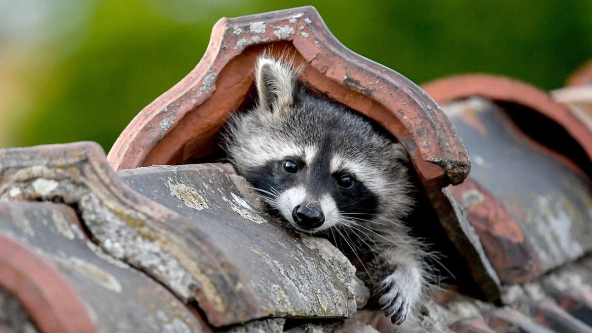 Waschbär schaut aus einer Dachlücke zwischen roten Ziegeln hervor
