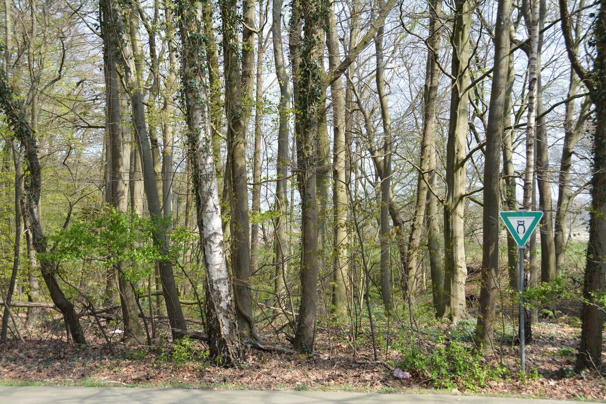 Wald im Landschaftsschutzgebiet bei Heeßel in Niedersachsen