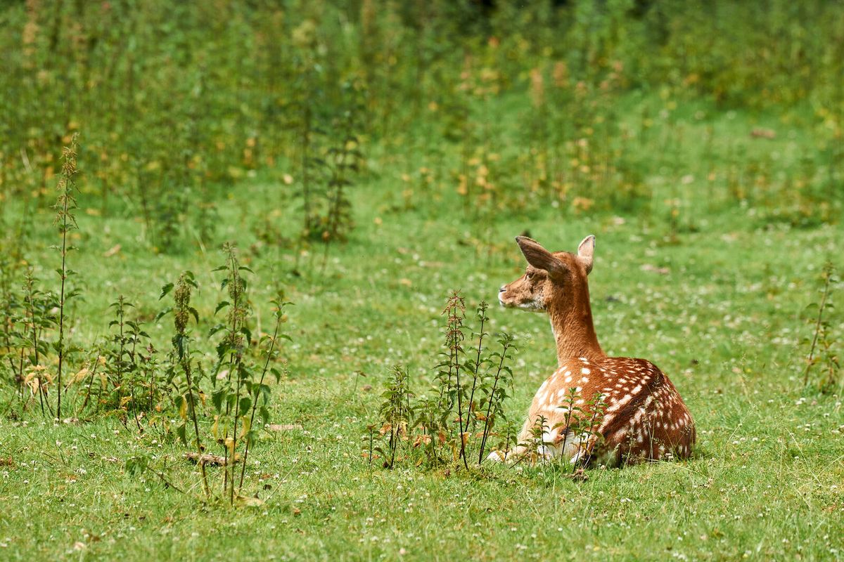 Junges Reh ruht auf einer grünen Wiese
