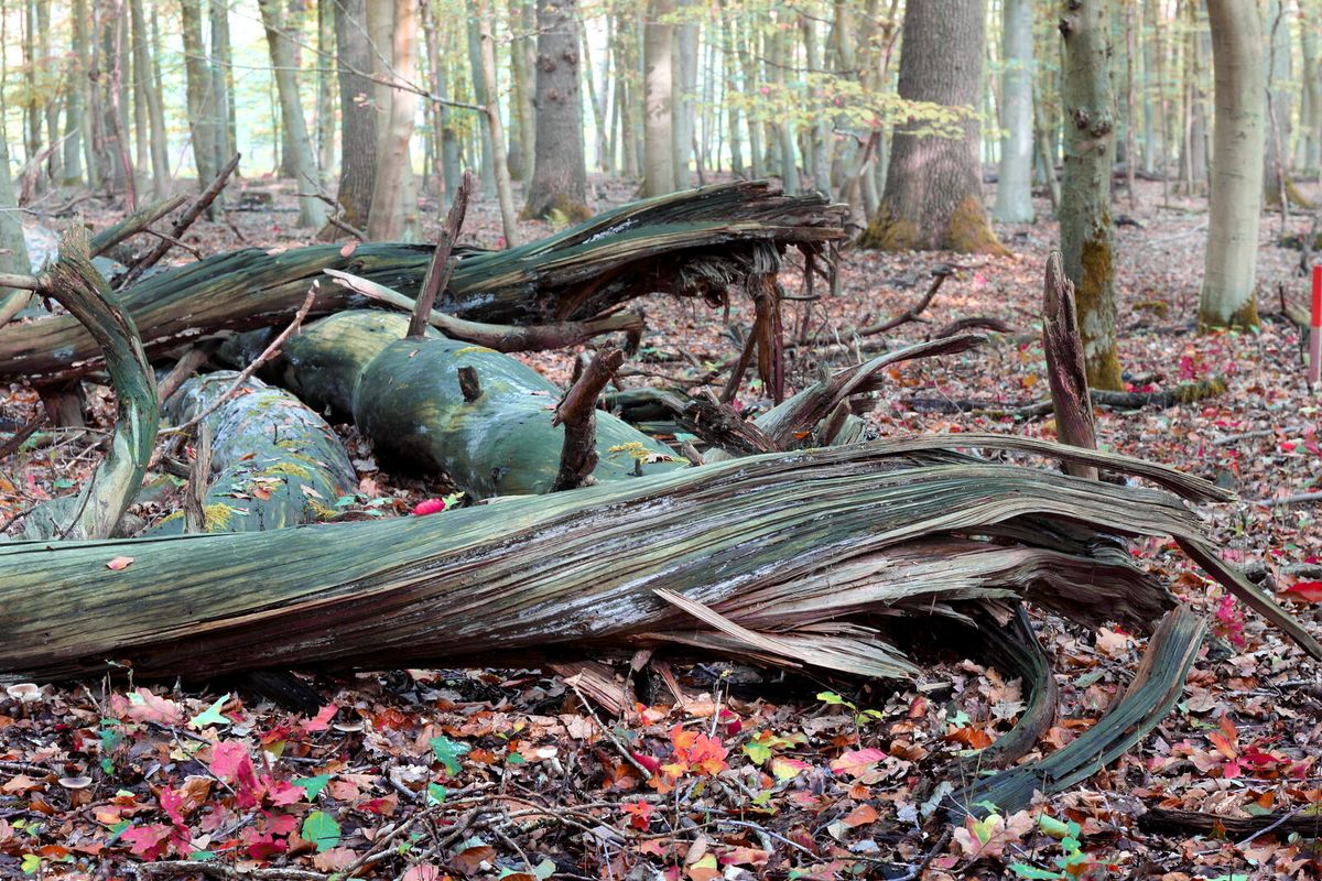 Liegende, moosbewachsene Baumstämme in einem Laubwald