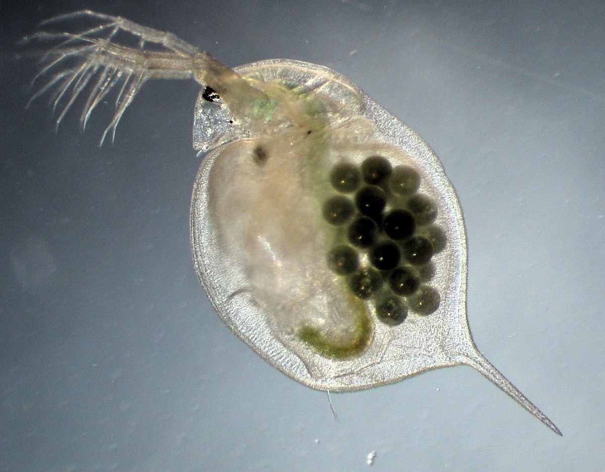 Weiblicher Wasserfloh Daphnia magna mit Eiern unter dem Mikroskop