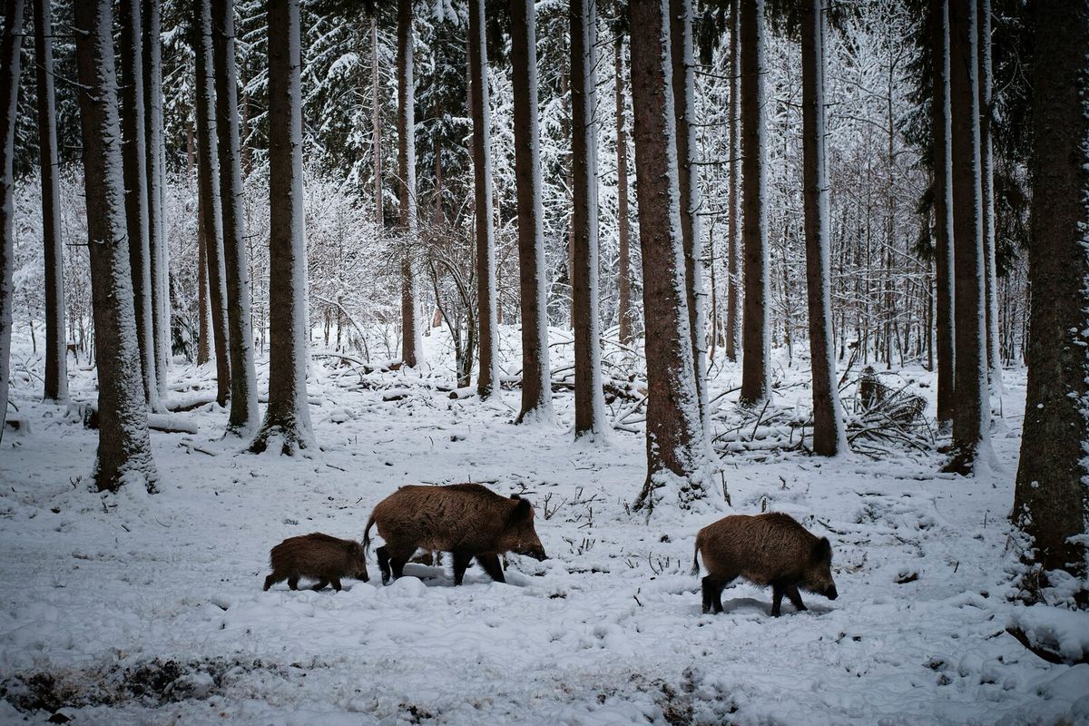 Wildschweine ziehen durch einen verschneiten Wald