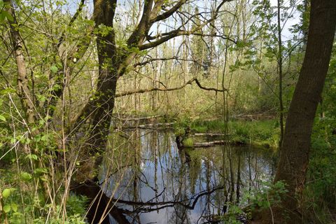Landesparcoursschießen in Hasenmoor: 15 von 60 Scheiben reichen für die Hegenadel