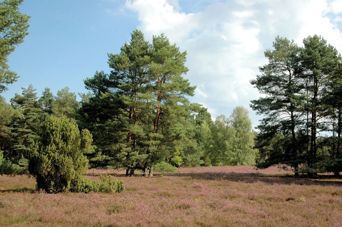 Heidelandschaft in der Lüneburger Heide in Niedersachsen