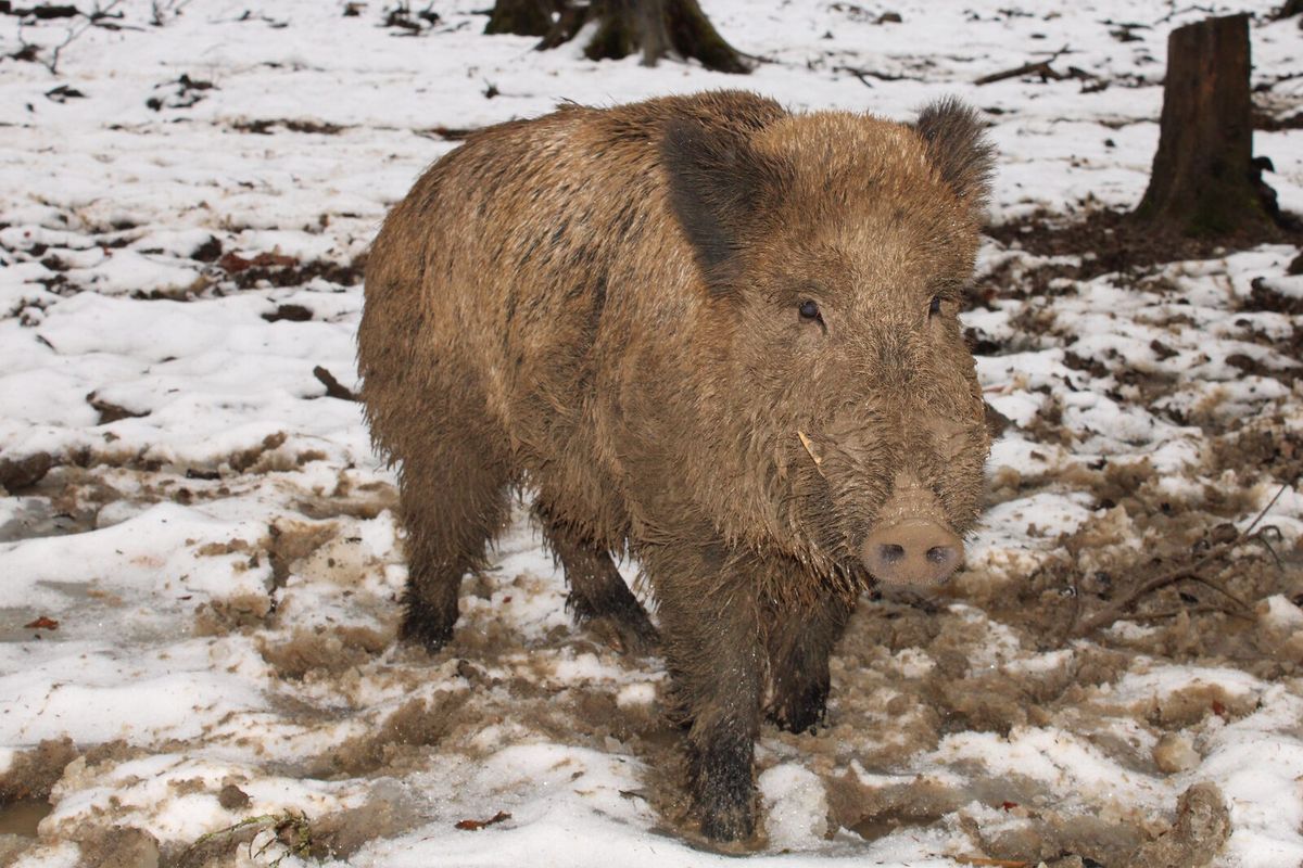 Wildschwein im Wald