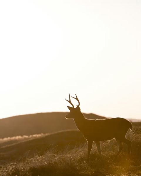 Kostenlose Jagdschein App 2026: Gratis zur Jägerprüfung mit Jagdkompass
