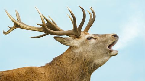 Hirschbrunft 2026: Wann Rotwild röhrt — Zeitraum, Verlauf und Brunftjagd