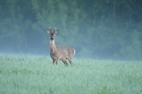 Blattzeit: Wann die Rehbrunft läuft und wie das Blatten auf den Rehbock funktioniert
