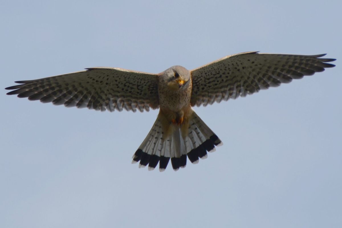 Turmfalke im Rüttelflug von unten mit spitzen Sichelflügeln und breit gefächertem Stoß mit dunkler Endbinde