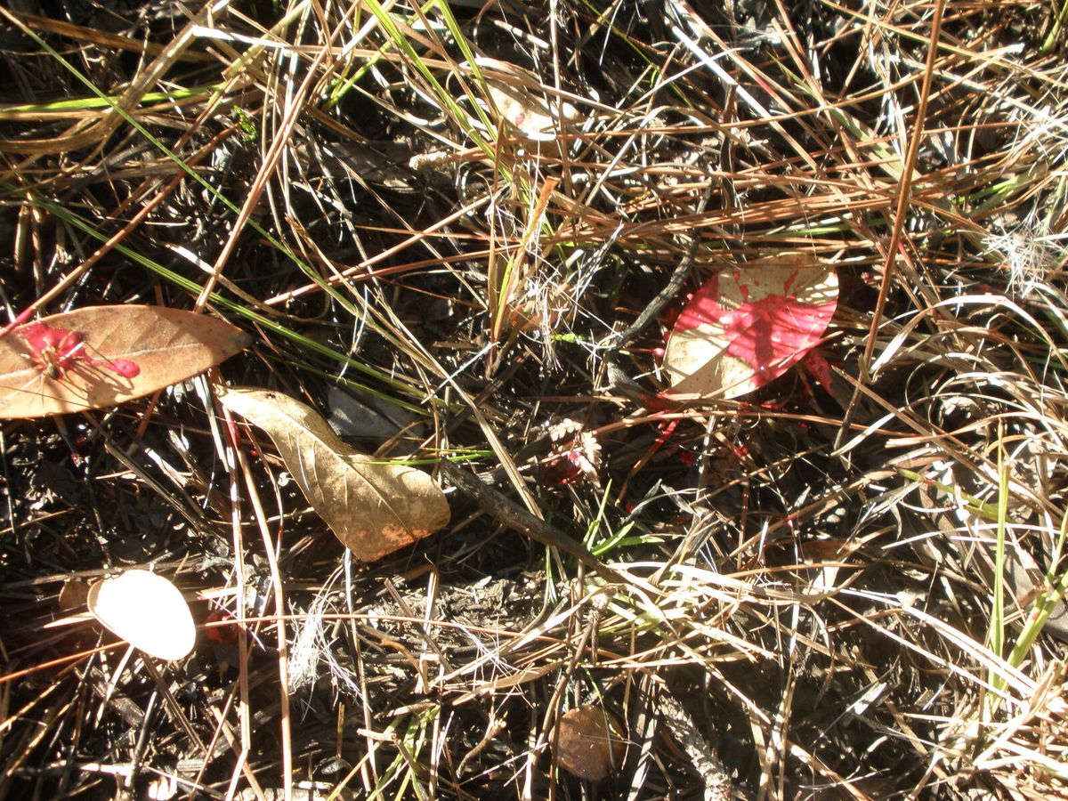 Hellrote Schweißtropfen auf trockenem Laub und Kiefernnadeln am Waldboden