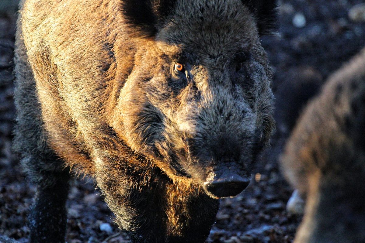 Wildschwein in Nahaufnahme im Wald