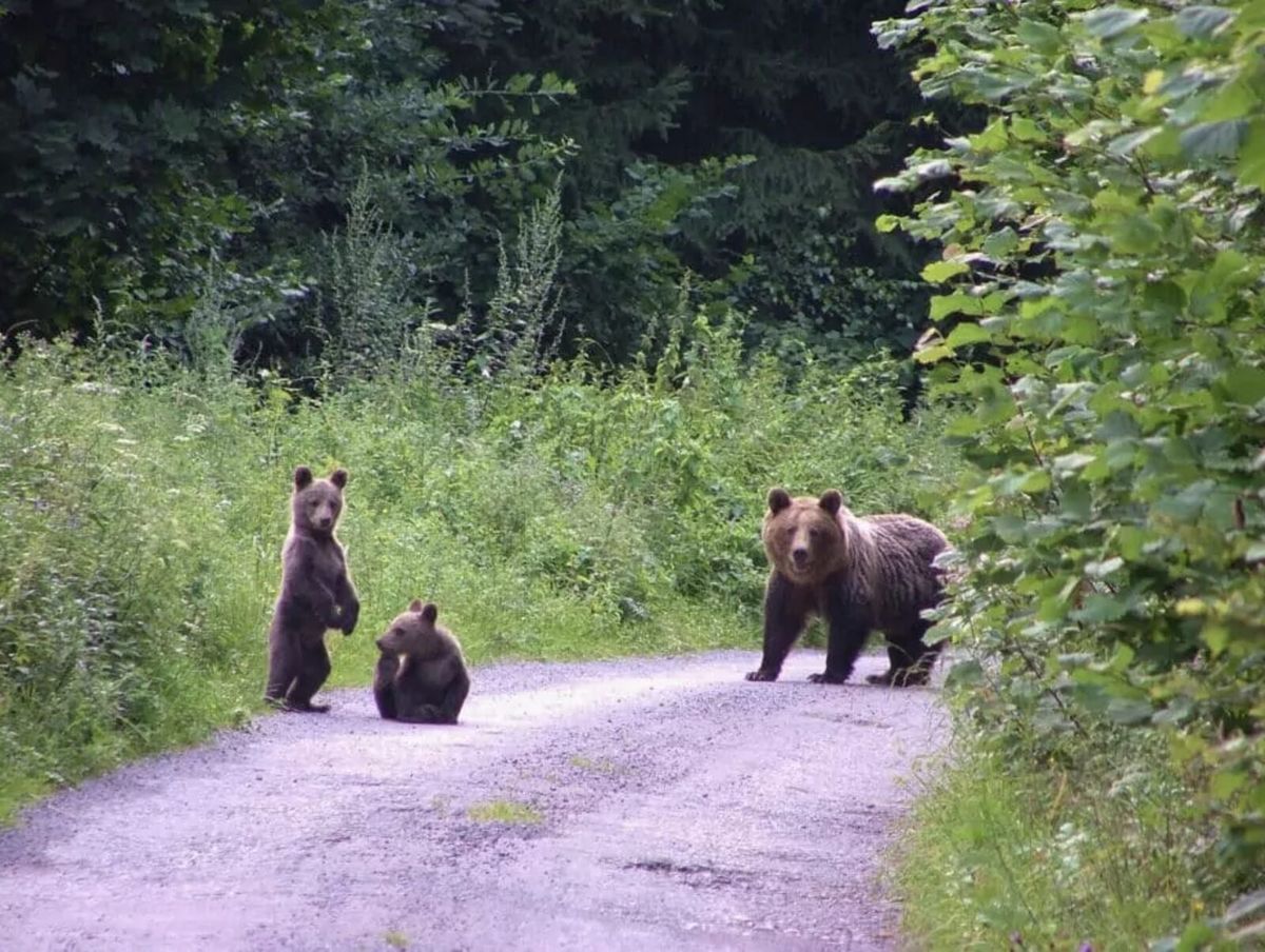 Braunbärin mit zwei Jungtieren auf einem Waldweg