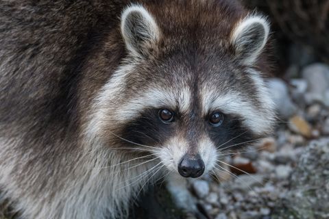 Waschbärspulwurm in Schleswig-Holstein: Warum Jäger beim Umgang mit Waschbären jetzt aufpassen müssen