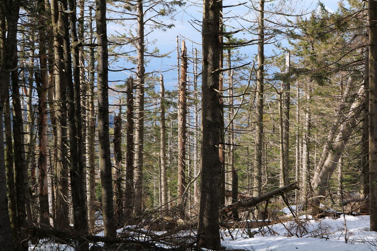 Bergwald auf der Hornisgrinde im Nordschwarzwald